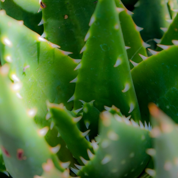 Mexican Aloevera Extract